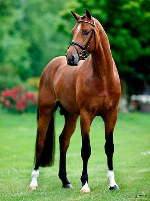 Dutch Warmbloods